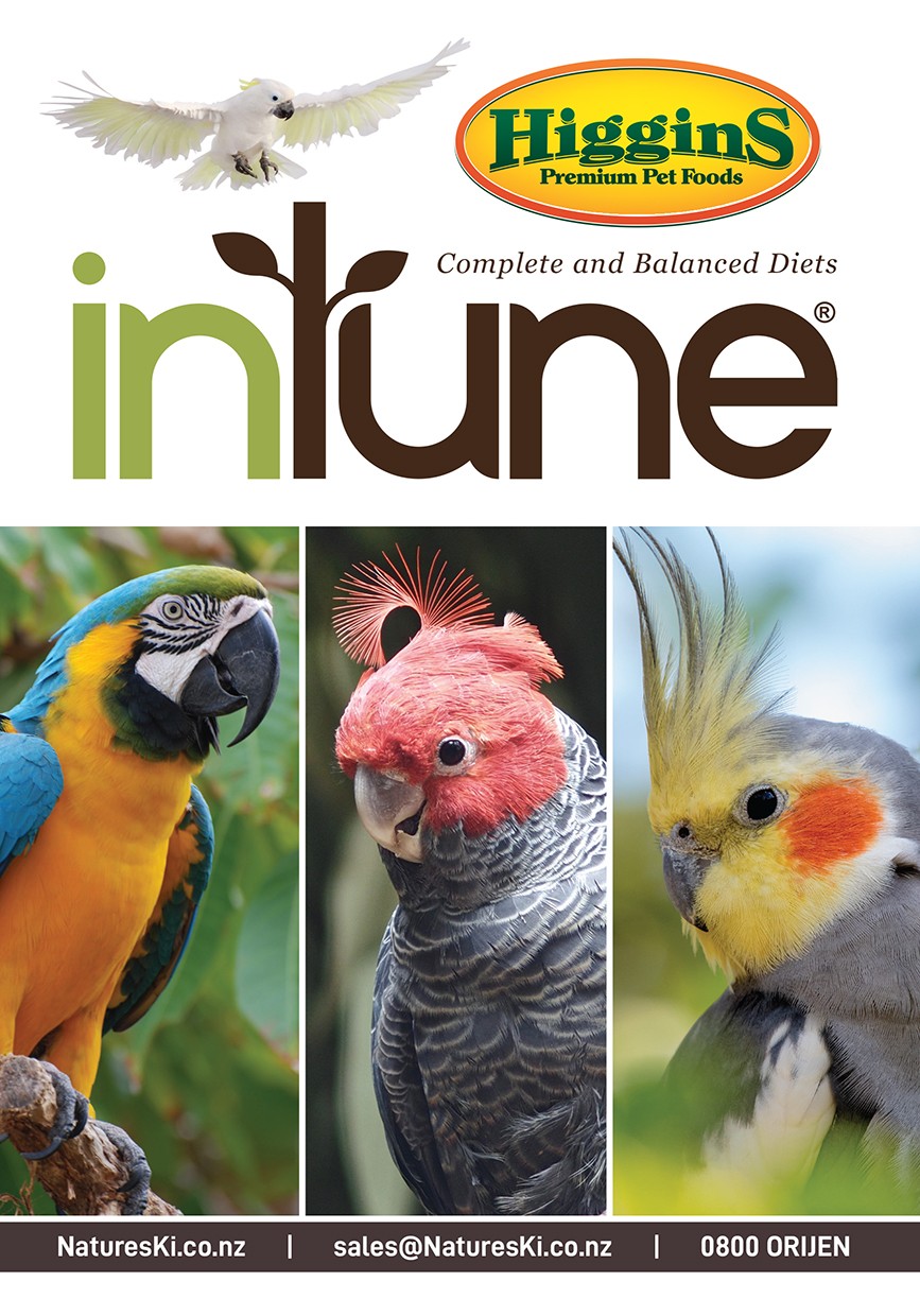 Flyer - Higgins (pack of 20)