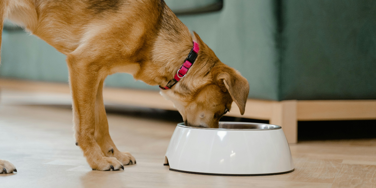 chicken-free dog food ACANA Singles