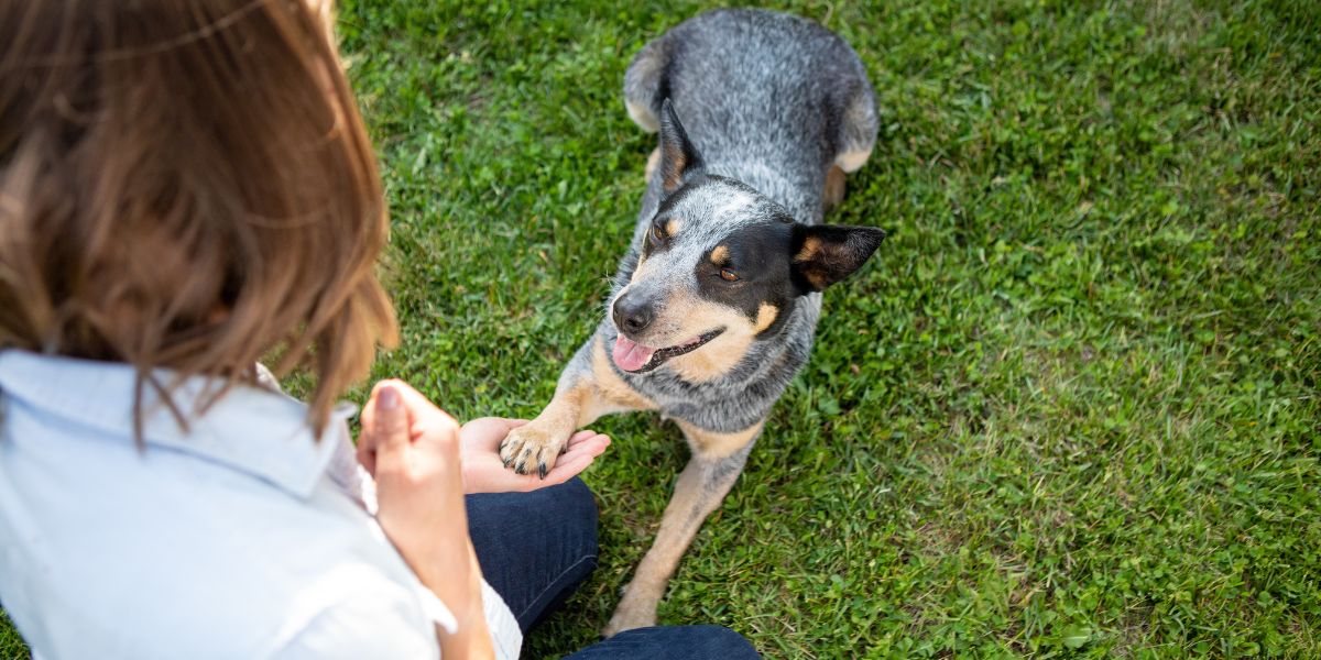 guide to changing pet food