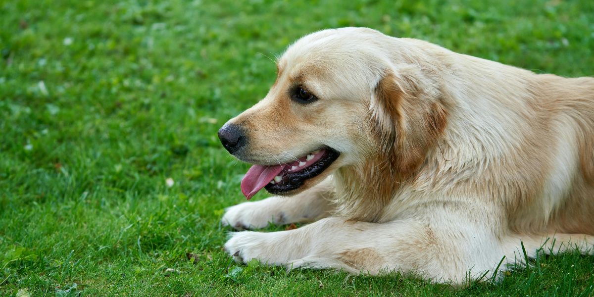 weight management tips for your pet