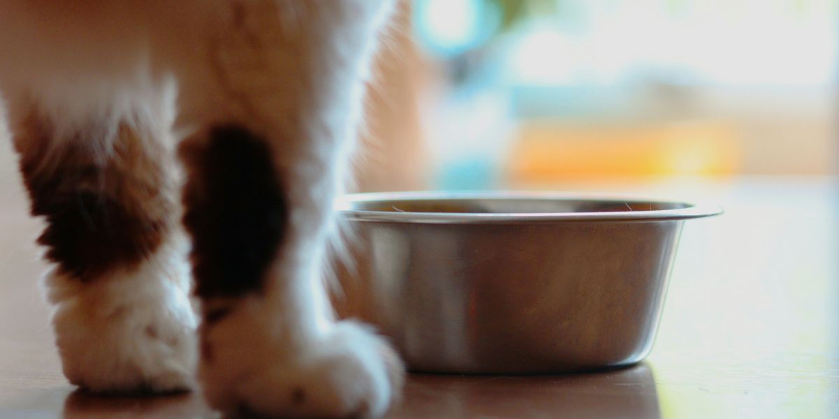 how to find the right portion size