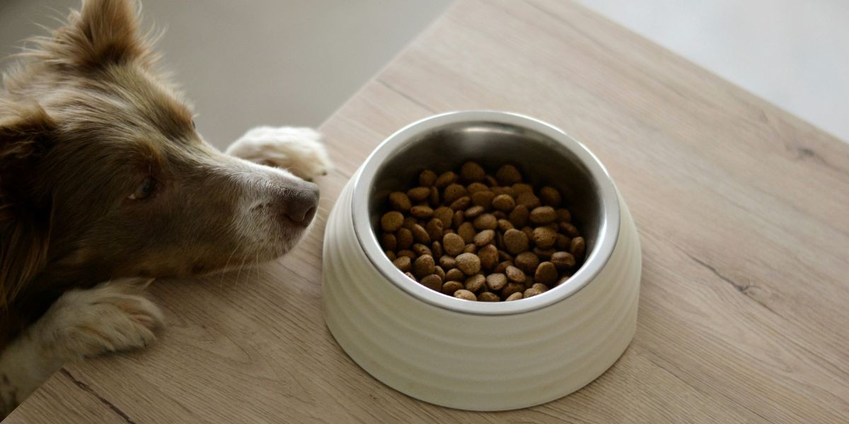 how to feed your pet the right amount
