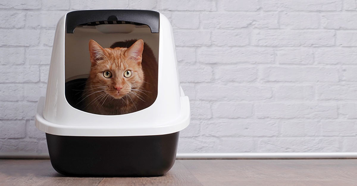 Why Your Cat is Eating Their Litter & How to Stop it