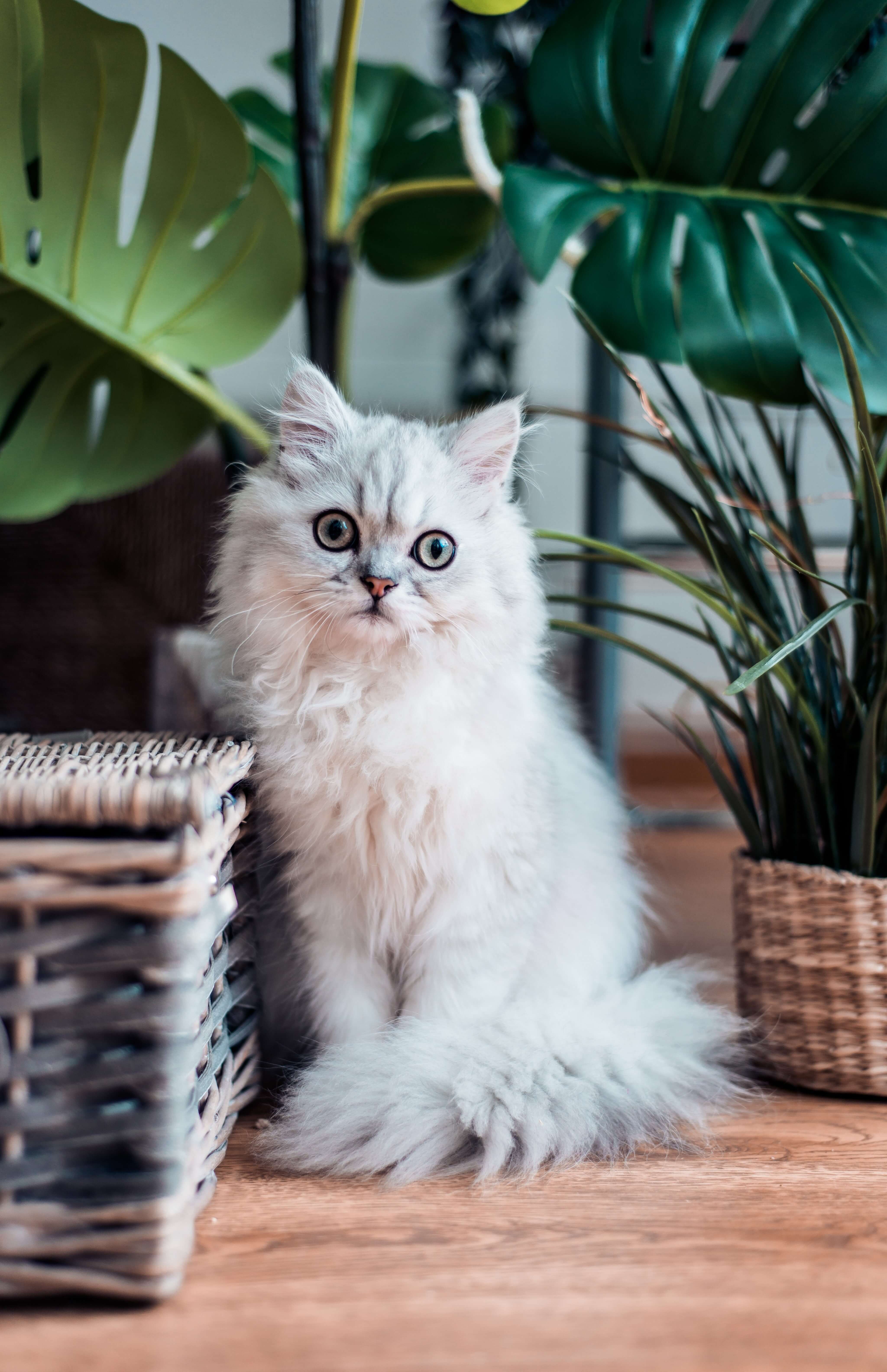 WHAT KIND OF CAT ARE YOU? TAKE THE QUIZ TO FIND OUT!