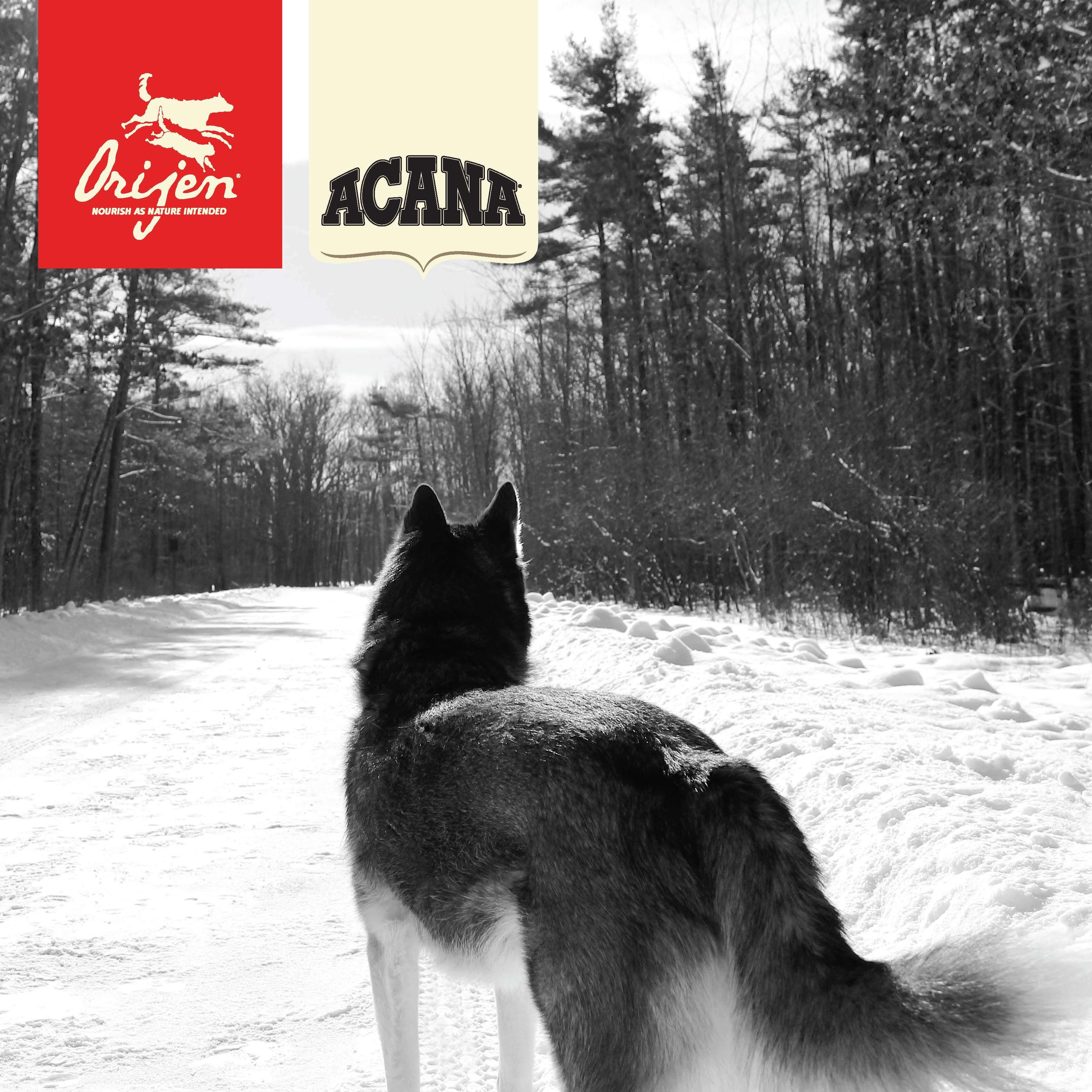 The digestibility of dog food