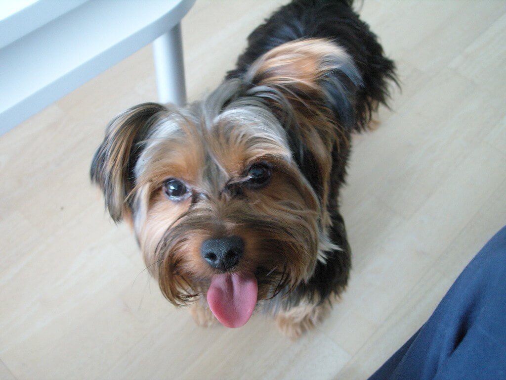 Kevin Choi, Auckland