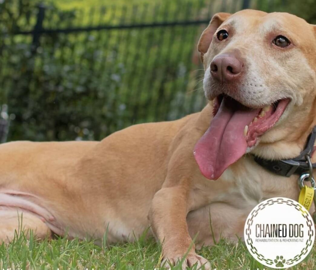 The Dog Rescue Project