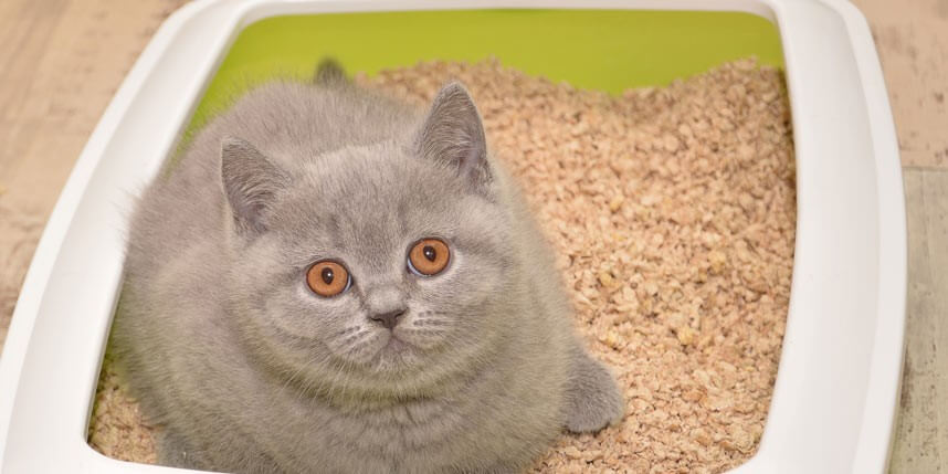 Are You Using Too Much Cat Litter?