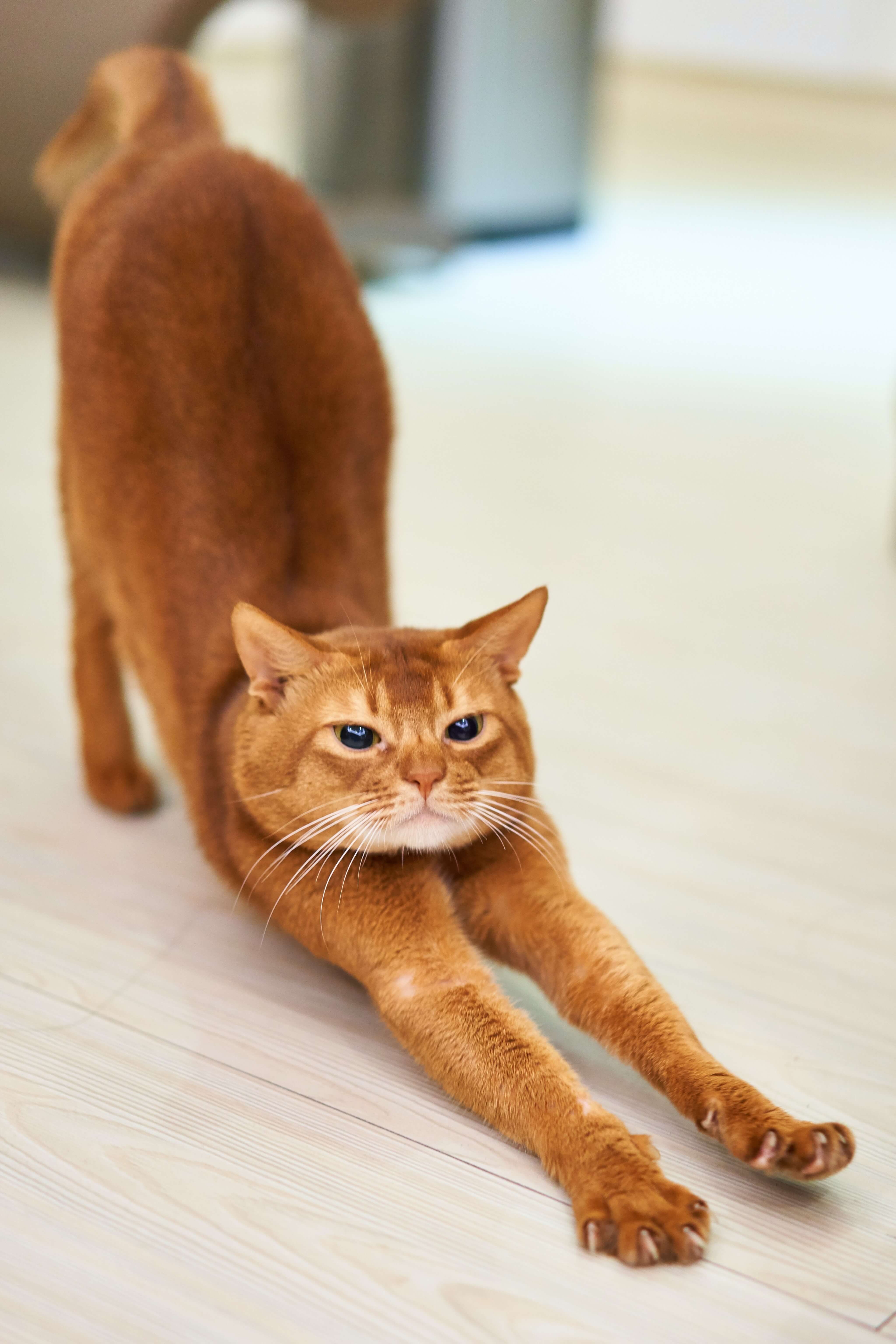 HOW TO RECOGNIZE AND REDUCE STRESS IN YOUR CAT