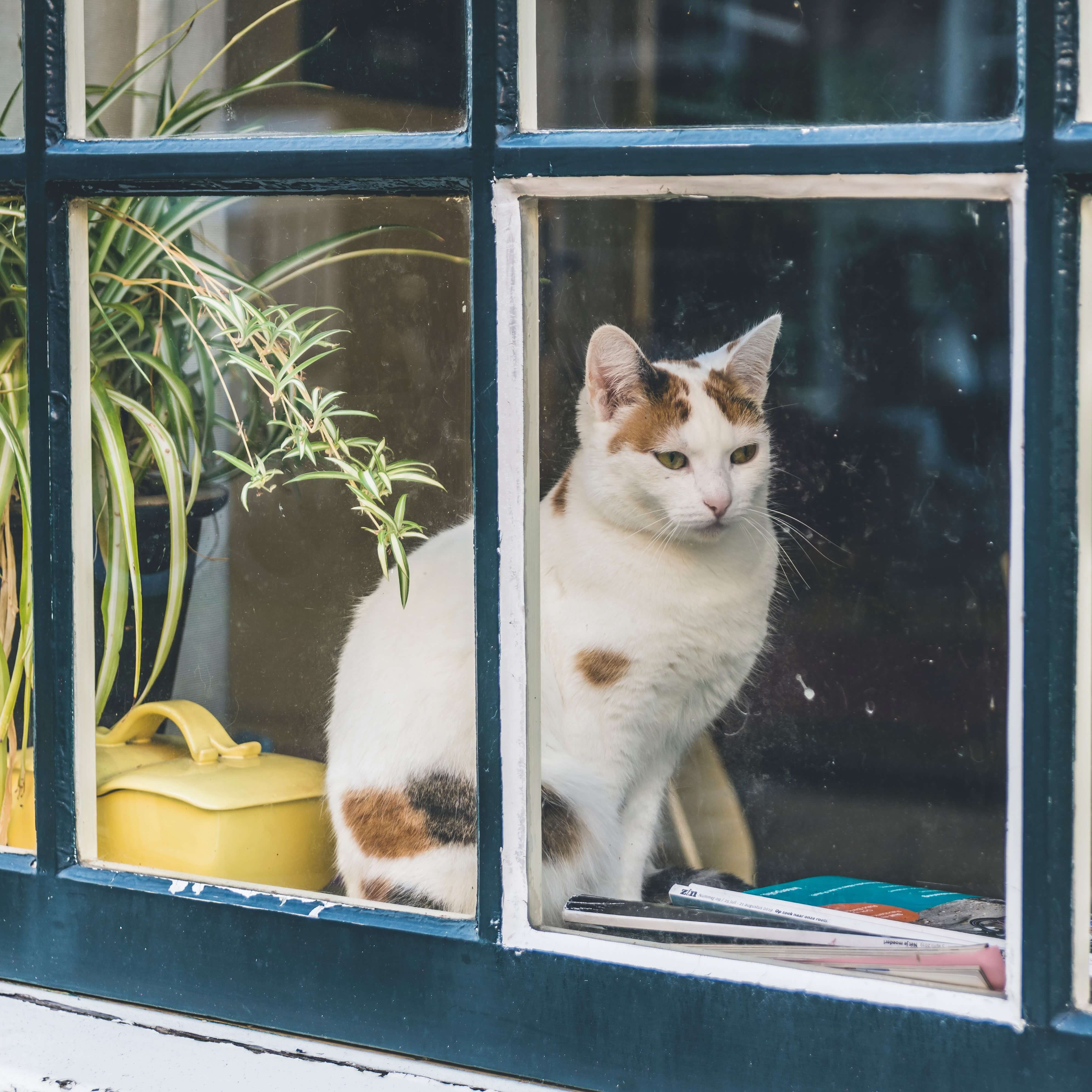 How To: Cat Proof Your Home