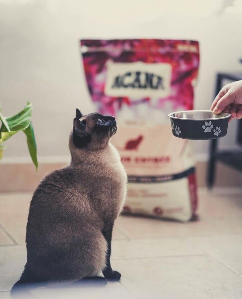 Nutrients Your Cat Needs To Live Its Best Life!