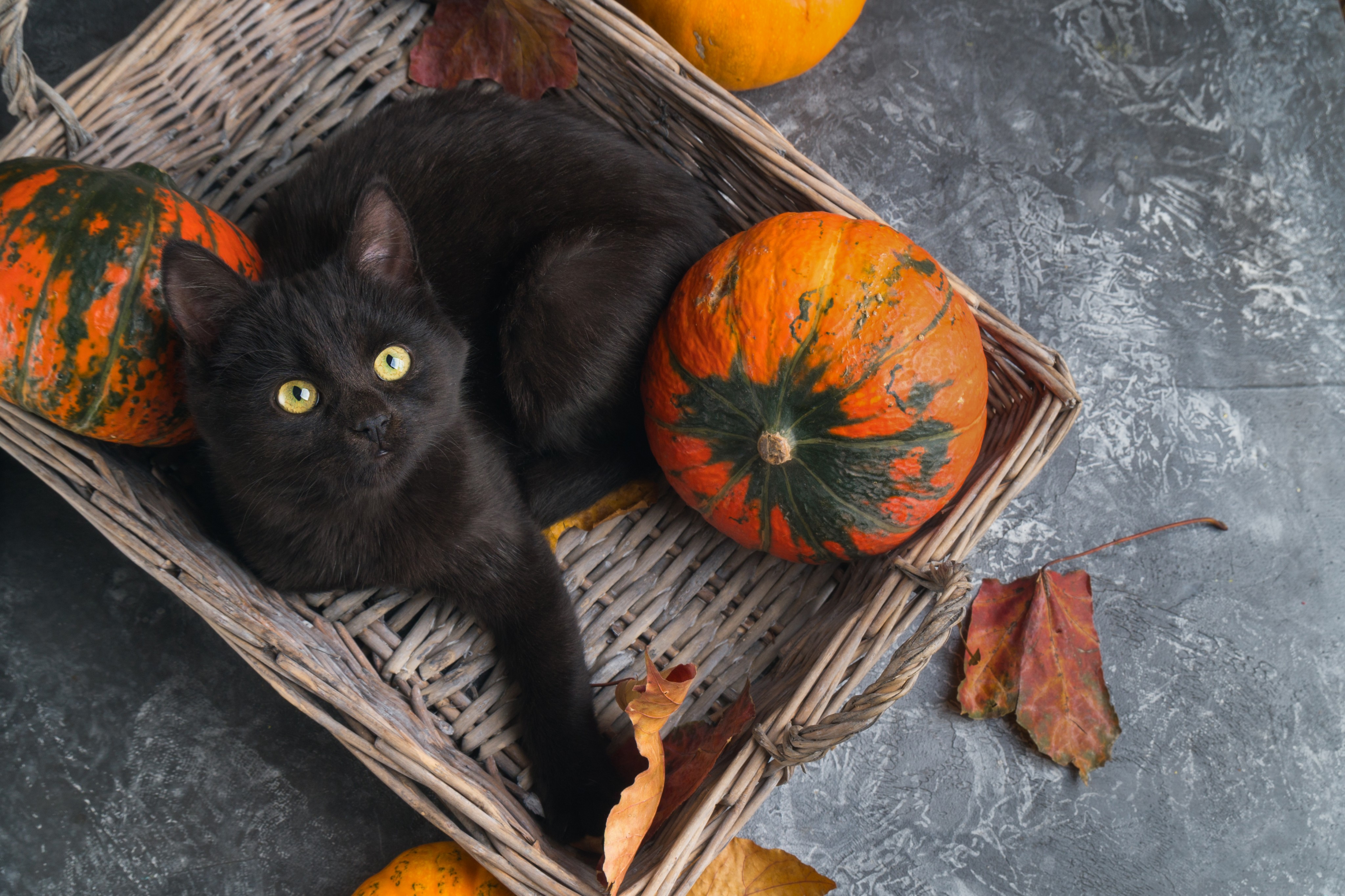 Are Black Cats Bad Luck?