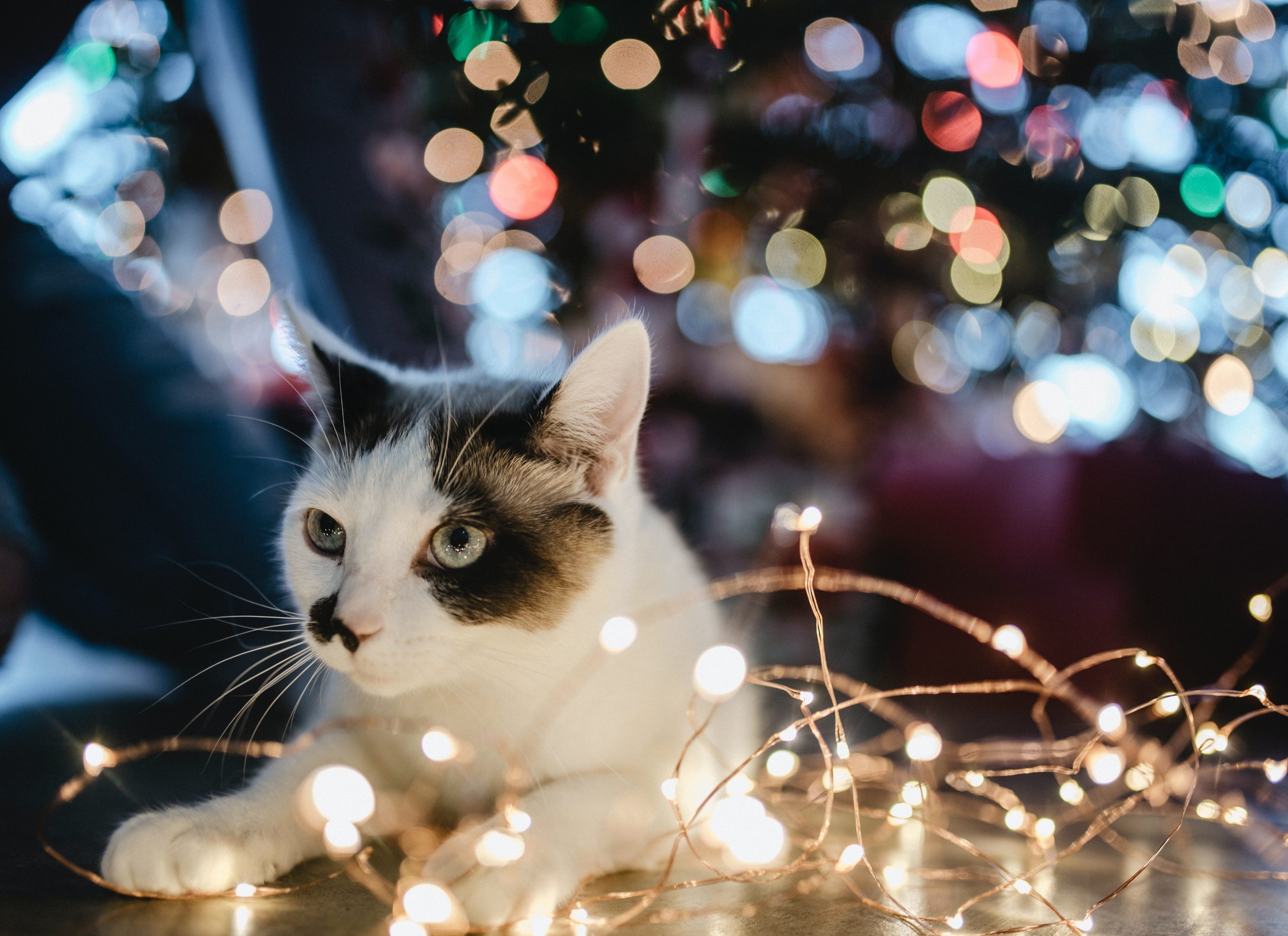 12 Tips For Keeping Your Pets Safe Over Christmas