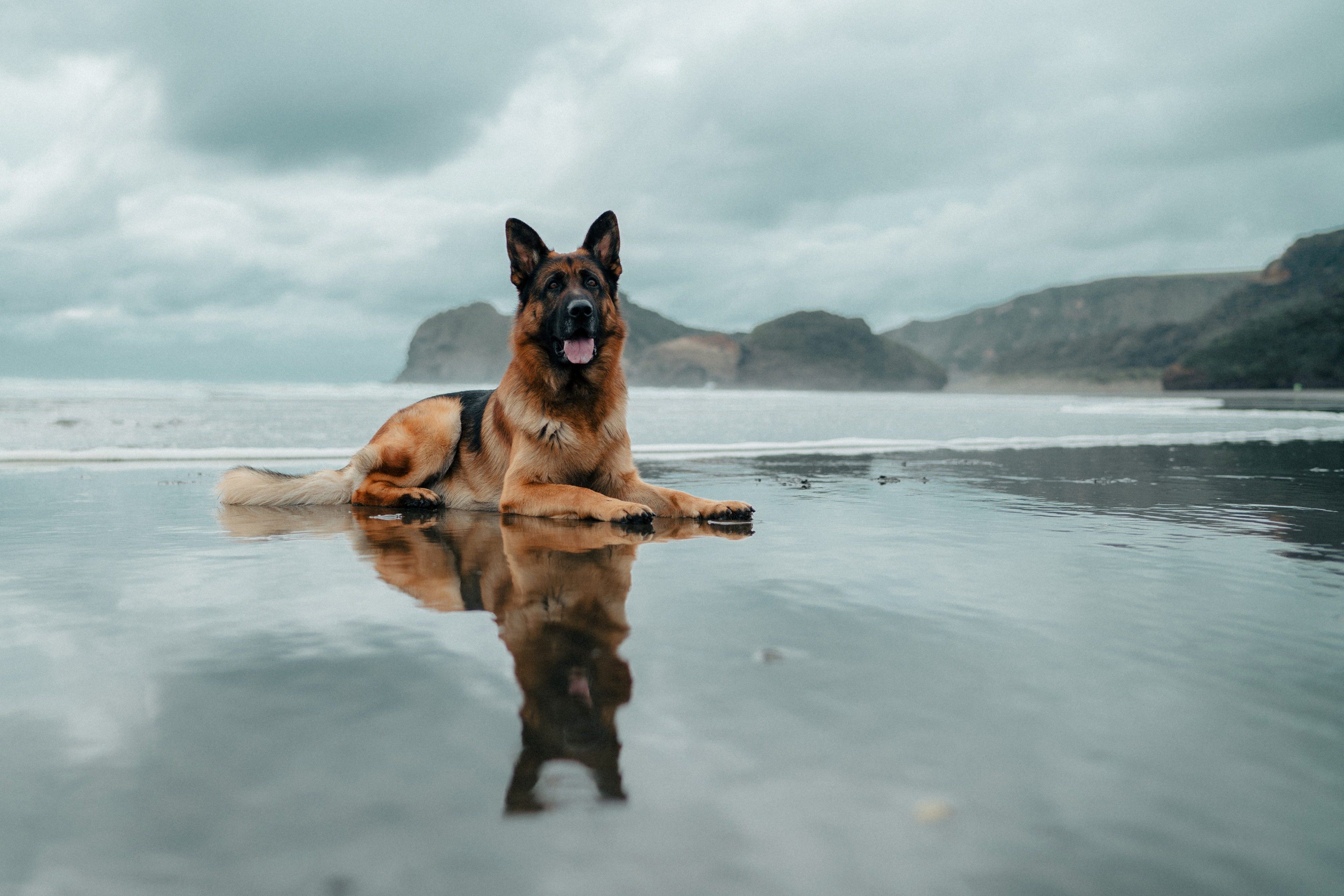Keeping your pet cool in summer