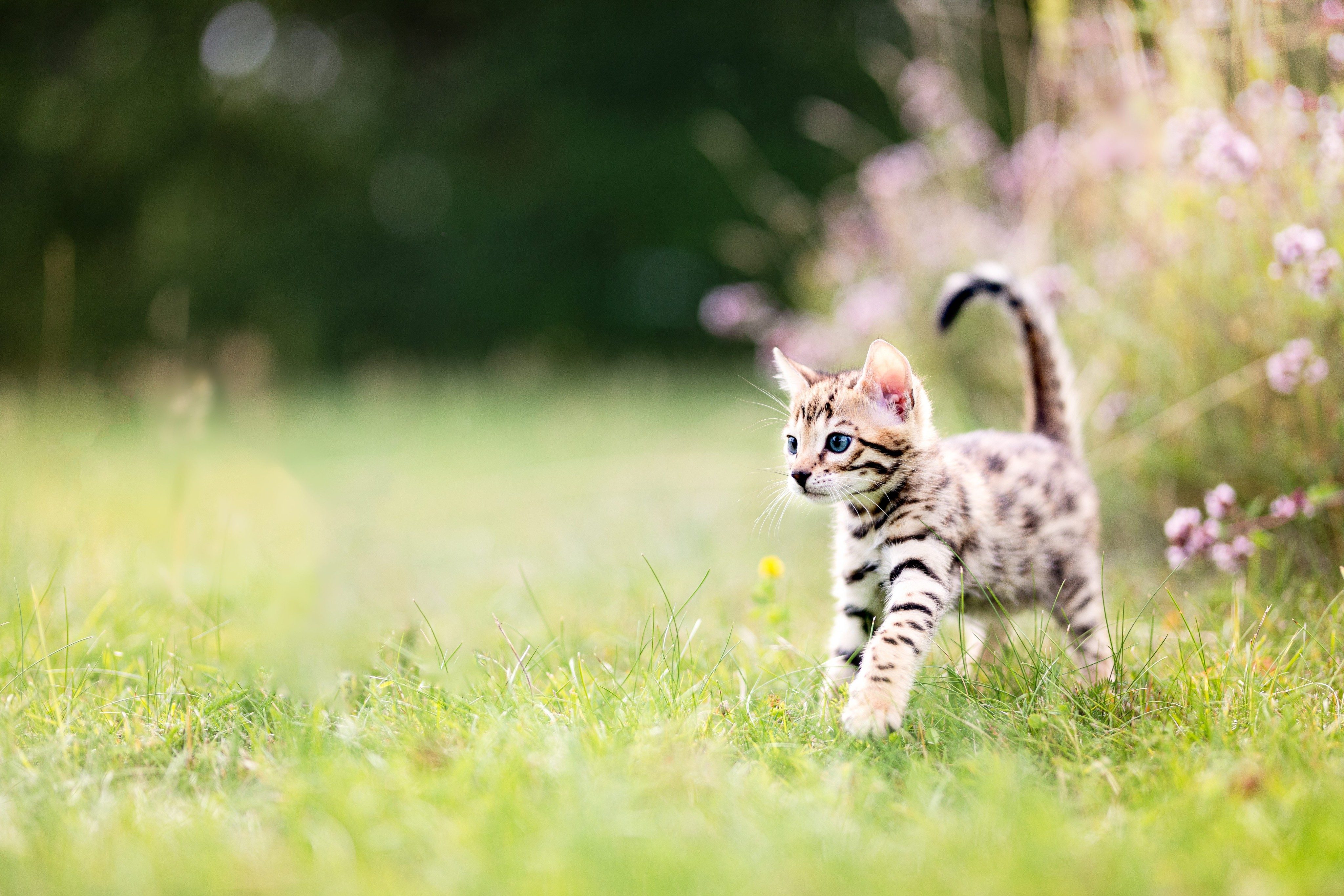 How & What To Feed A New Kitten