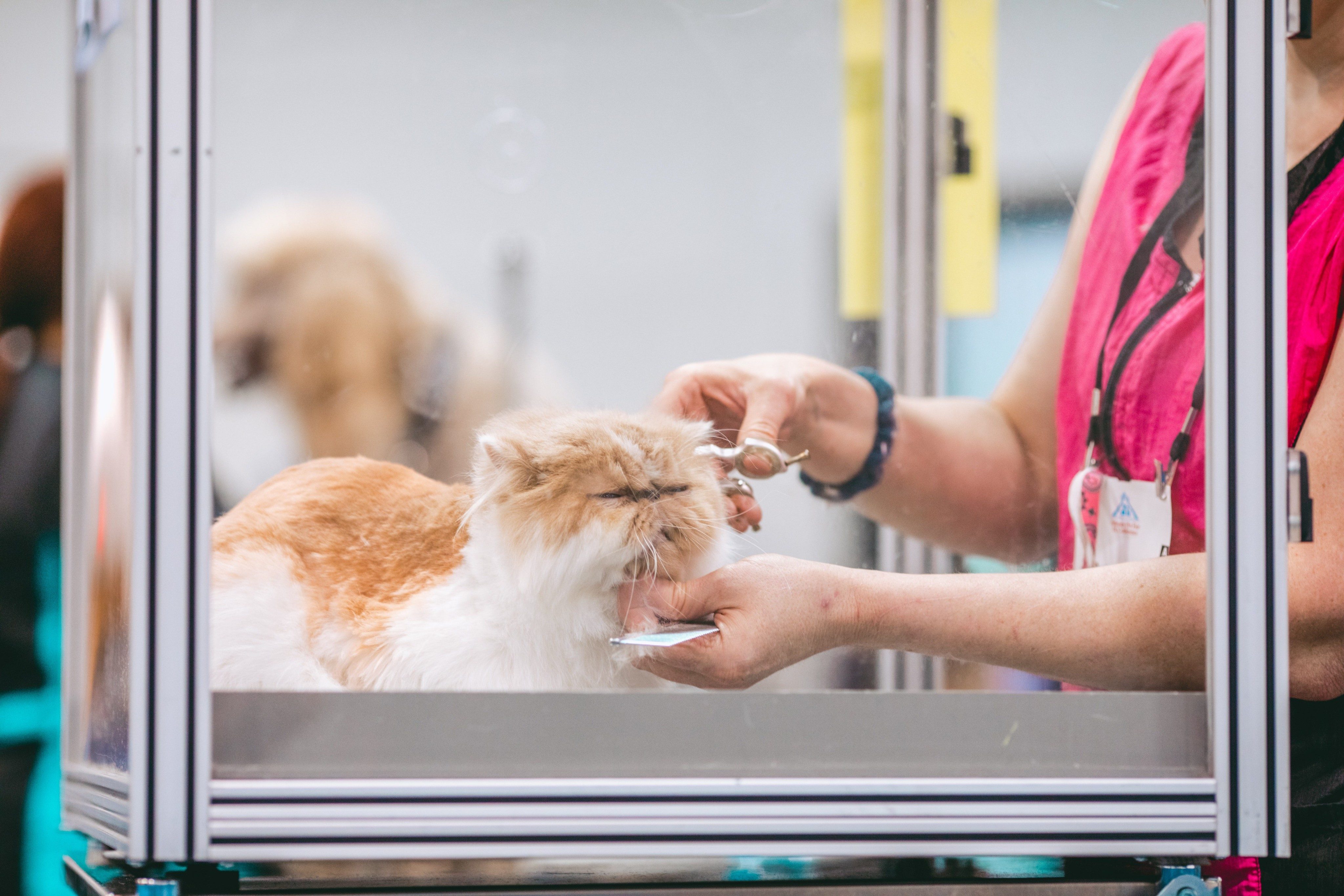 4 Essential At-Home Cat Grooming Tips