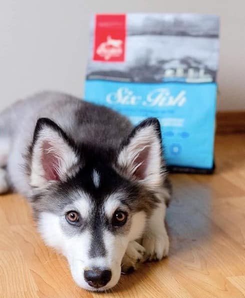 ORIJEN & ACANA FISH DIETS: KEY COMPONENTS AND BENEFITS