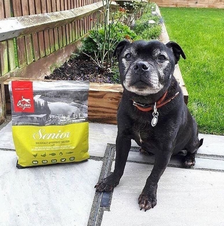 ORIJEN & ACANA Senior Recipes: Specially formulated for your ageing dog's changing needs.