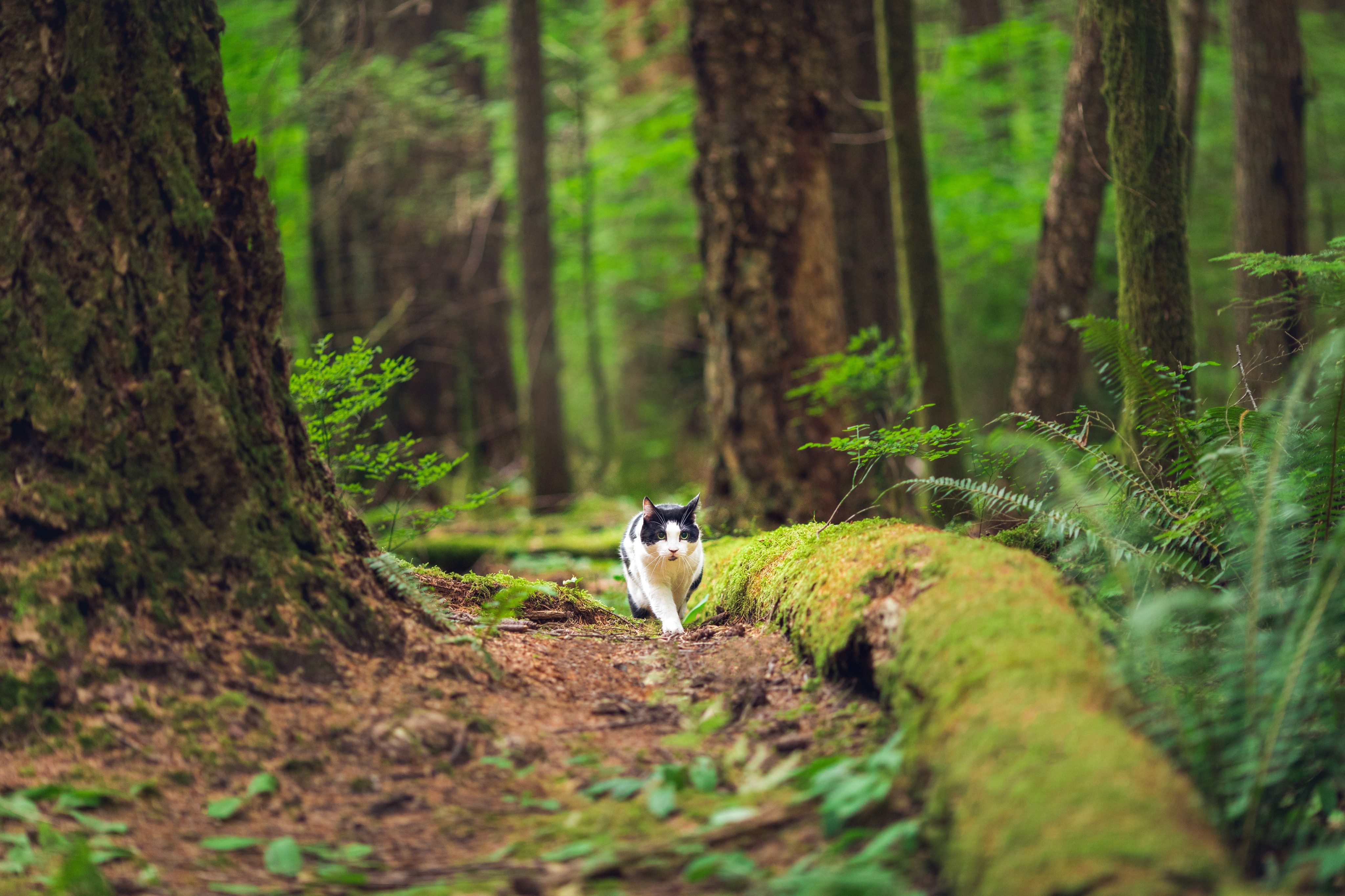 Orijen Guardian 8 - The 8 Key Benefits