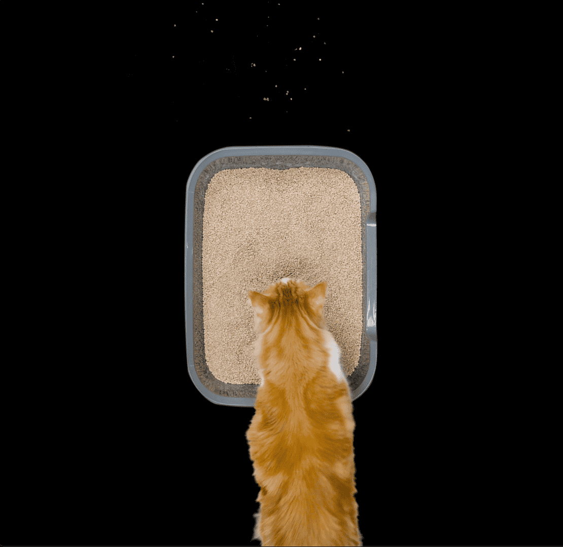 TOP 5 WAYS TO CURE YOUR CAT’S LITTER BOX PROBLEMS