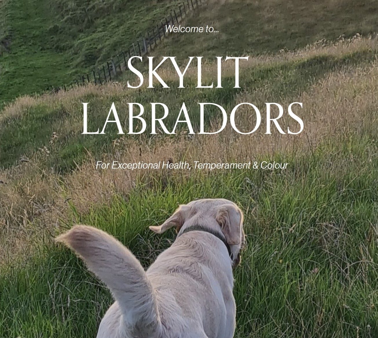 Skylit Labradors Kennels