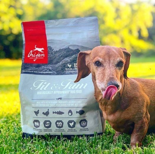 Is Your Pet Overweight? How to Tell.