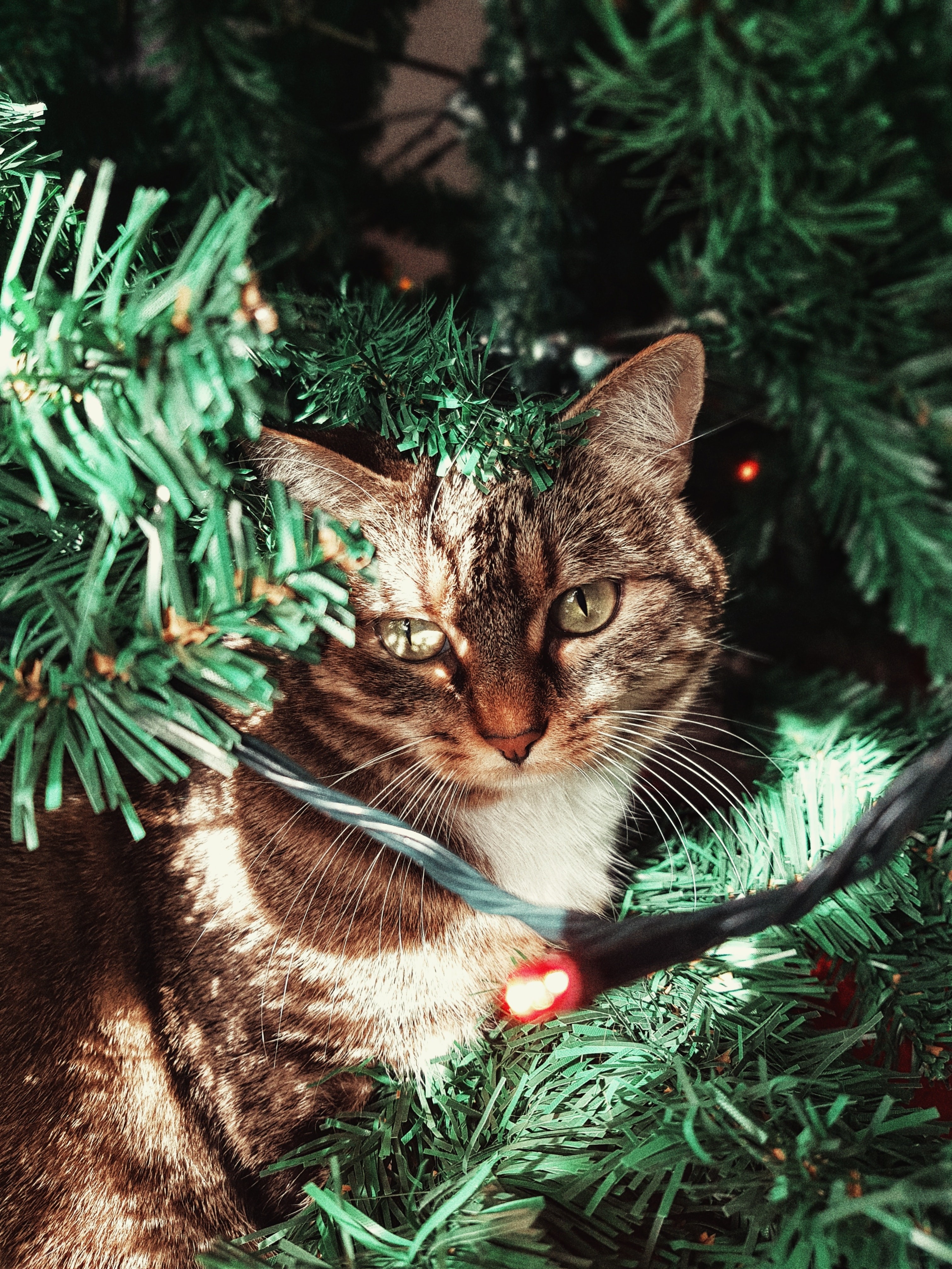 Cat-Proofing Your Christmas Tree