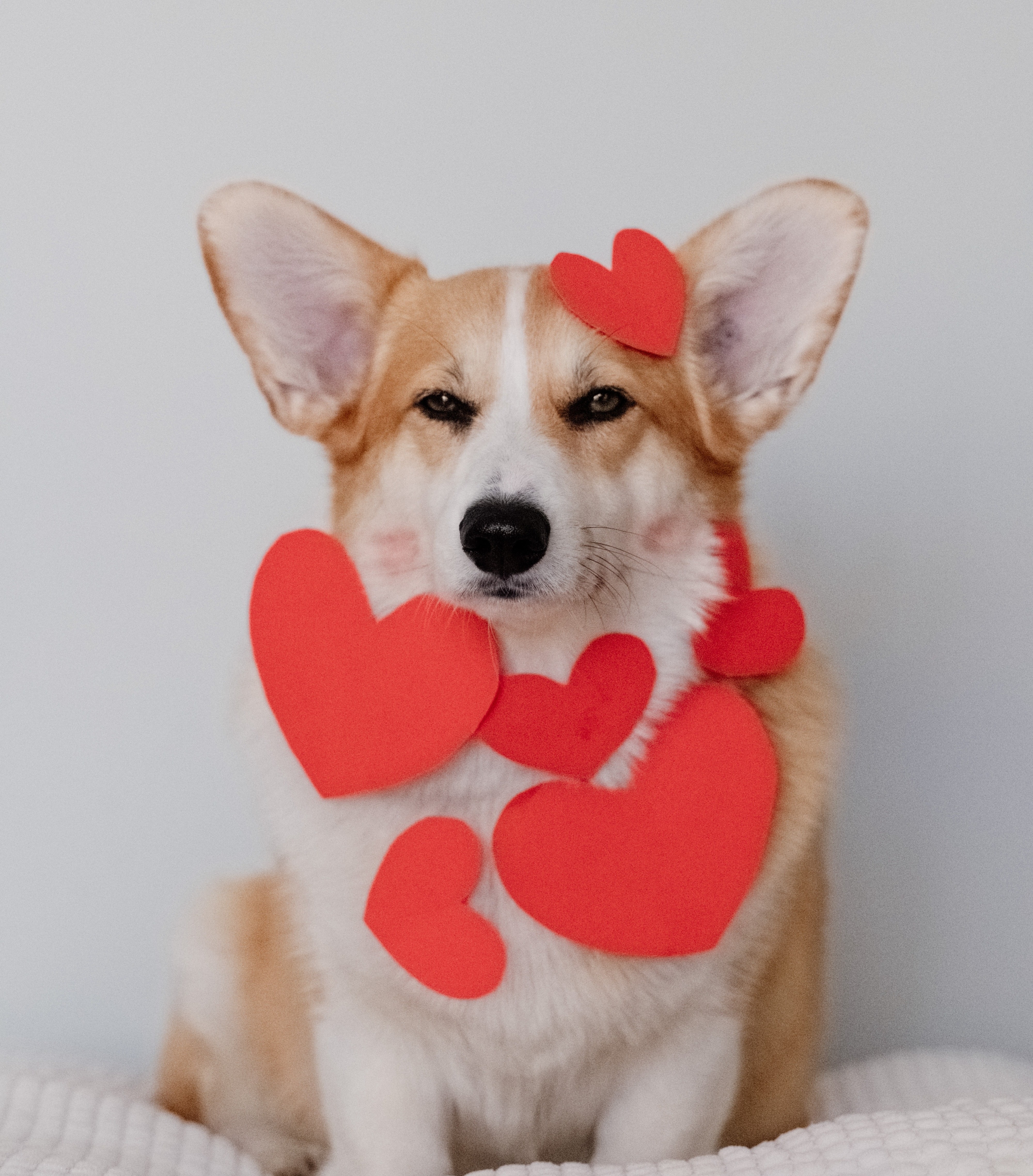 Valentine's Day With Your Dog - How To Strengthen Your Bond