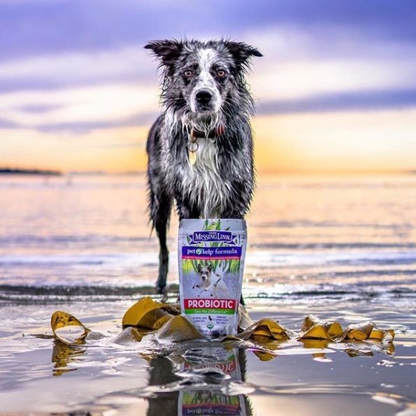 KELP - THE SUPERFOOD FOR DOGS