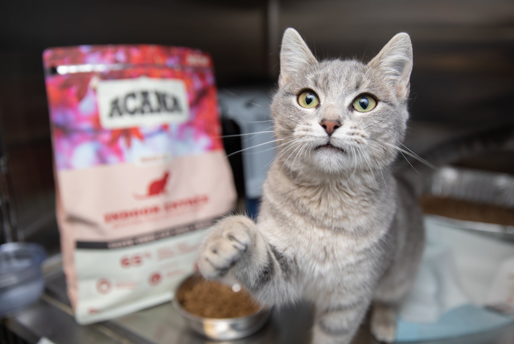 HOW TO CONTROL YOUR CAT’S HAIRBALLS