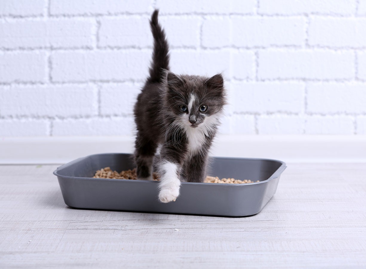 The Best Locations to Put Your Cat’s Litter Boxes