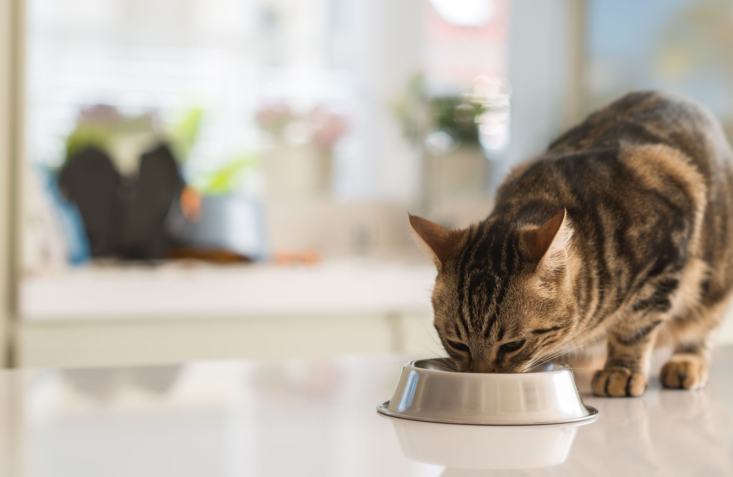 3 VET APPROVED CAT HYDRATION TIPS
