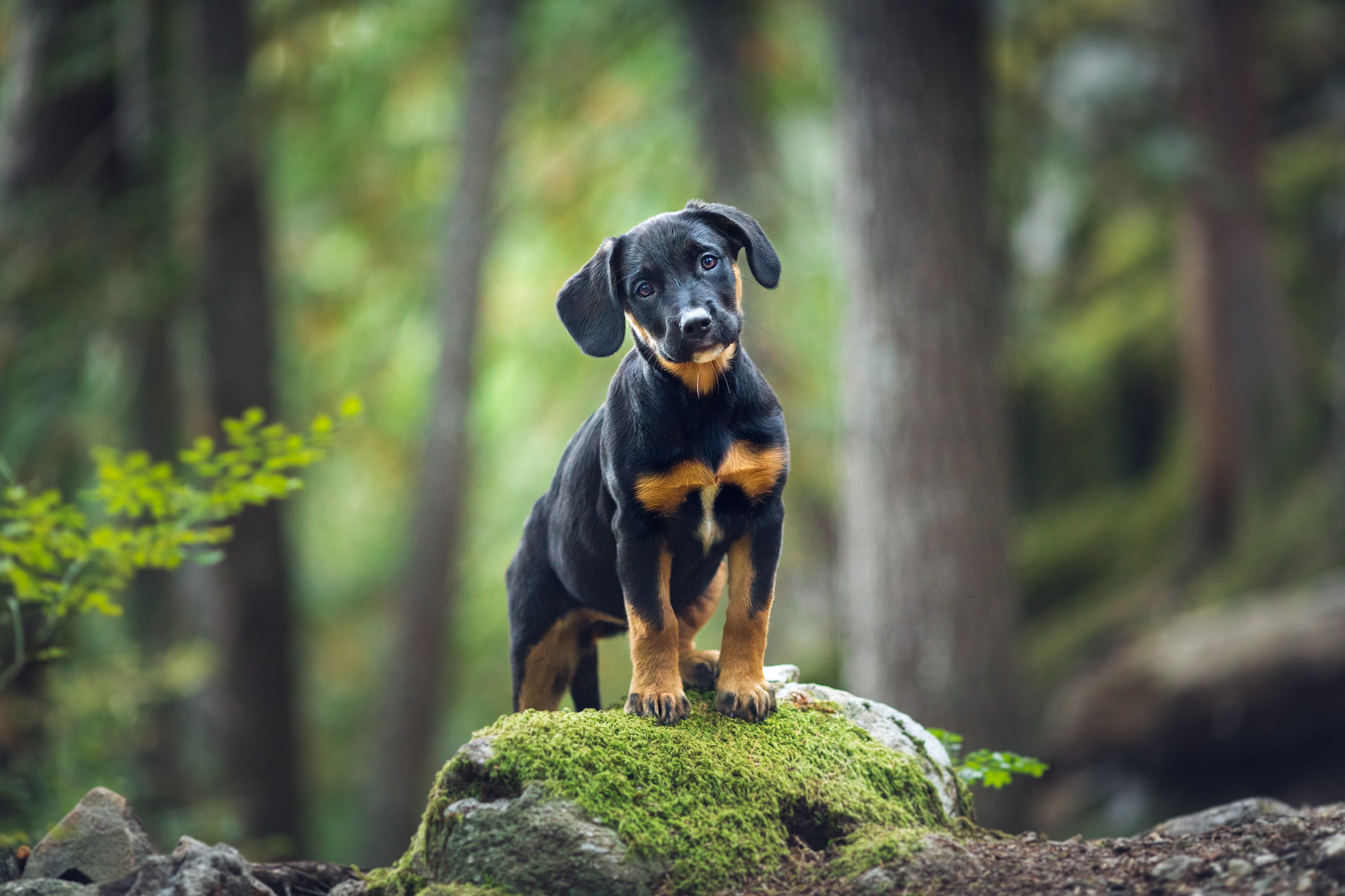 HOW TO TRANSITION YOUR PET TO A NEW FOOD SAFELY.