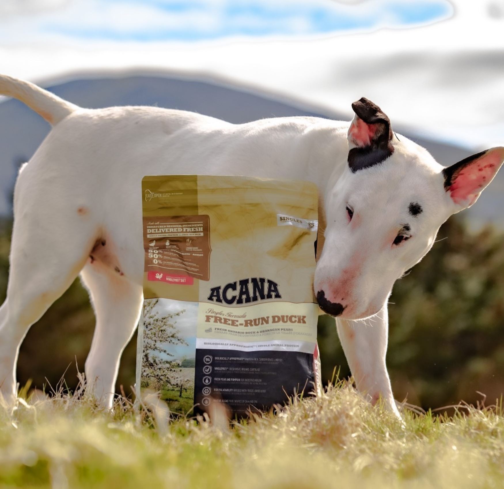 SHOULD YOUR PET BE ON A LIMITED INGREDIENT DIET?