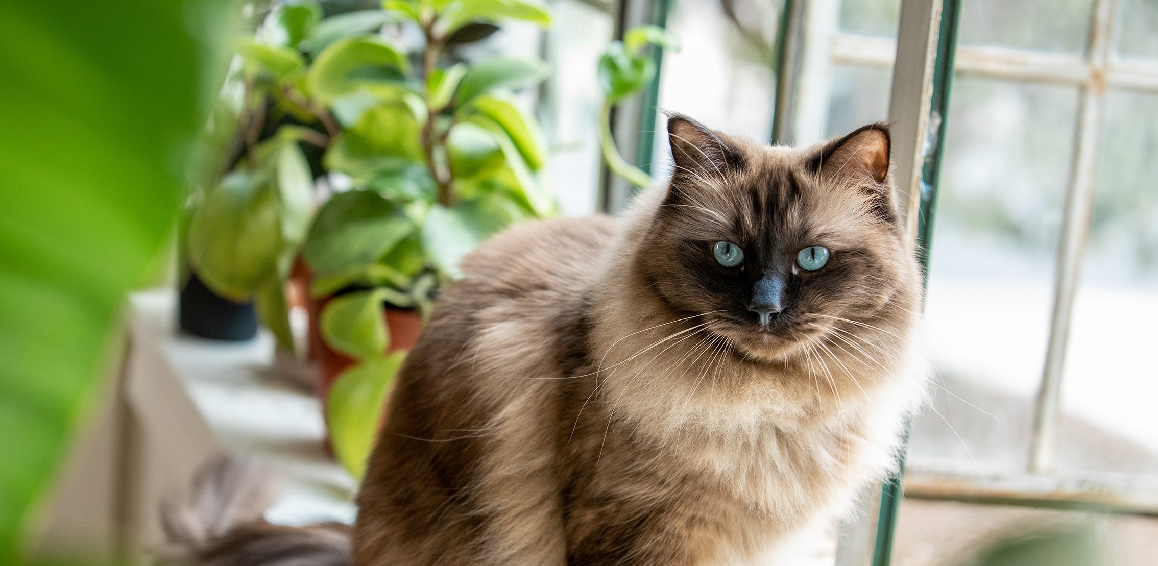 How to Keep Your Cat Out of Your Indoor Plants
