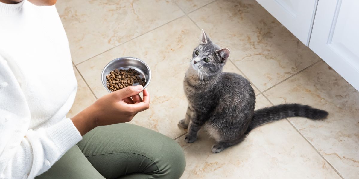 How to Transition Your Pet to a Healthier Diet Without Upsetting Their Stomach