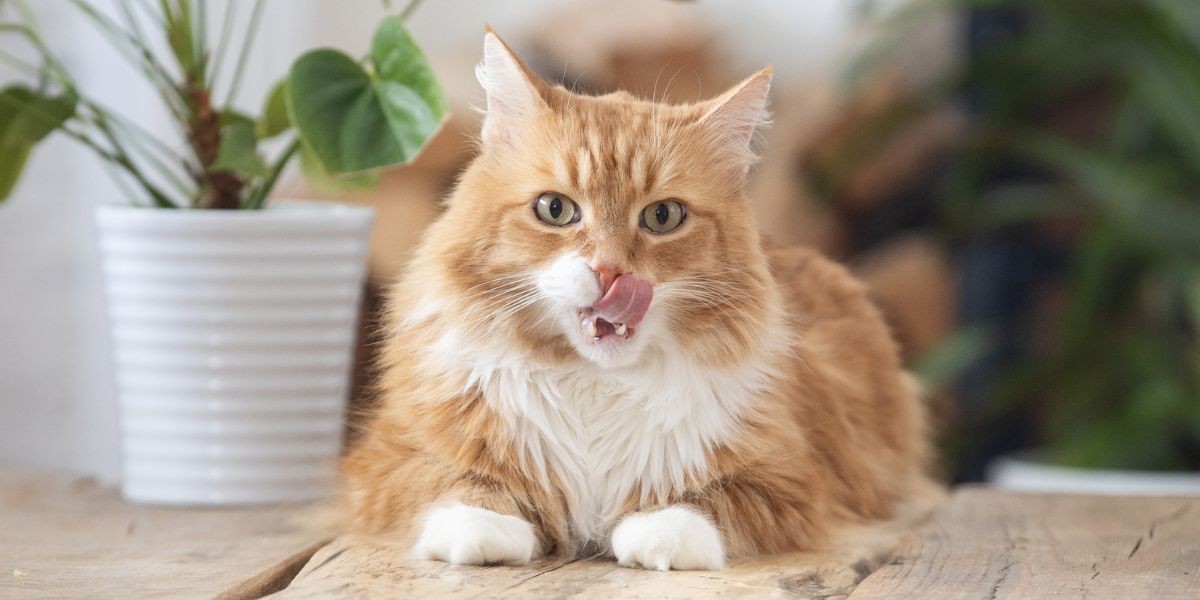 How to Read Cat Food Labels: What to Know for Better Nutrition