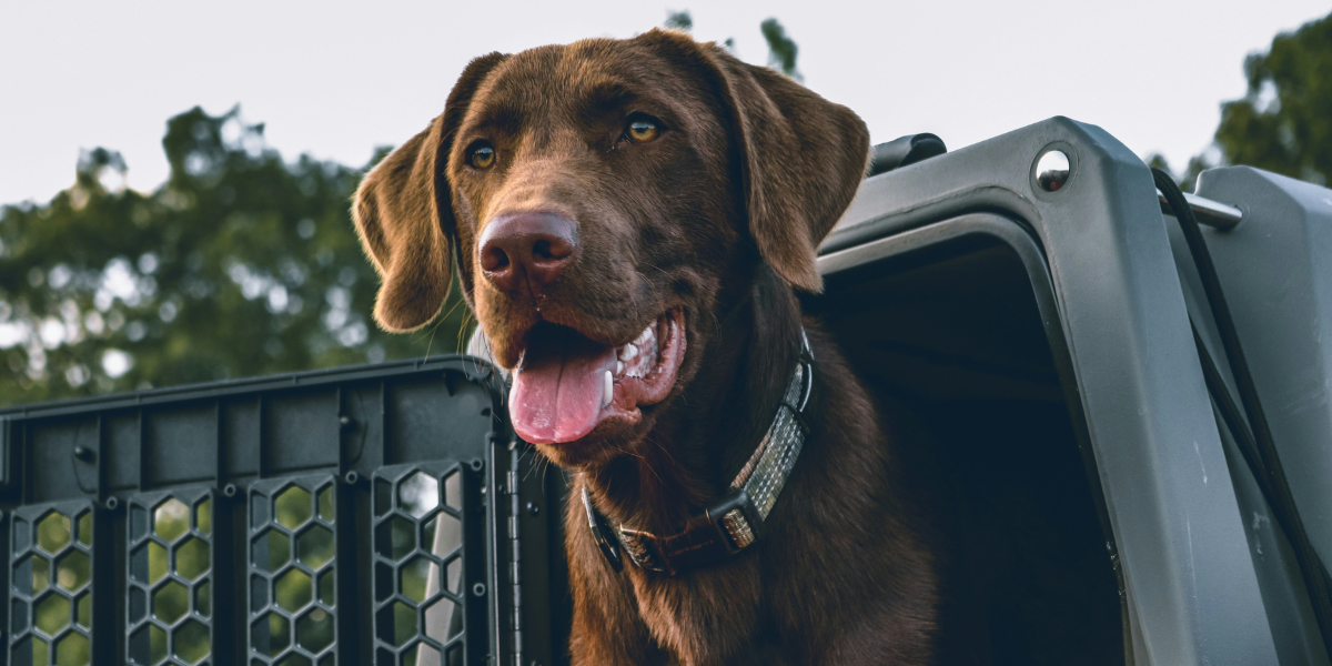 Why High-Protein Diets Are Great for Active Dogs