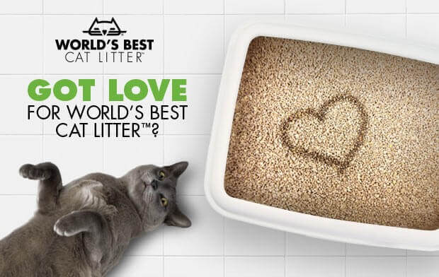 Corn vs Clay: What types of cat litter to buy & why